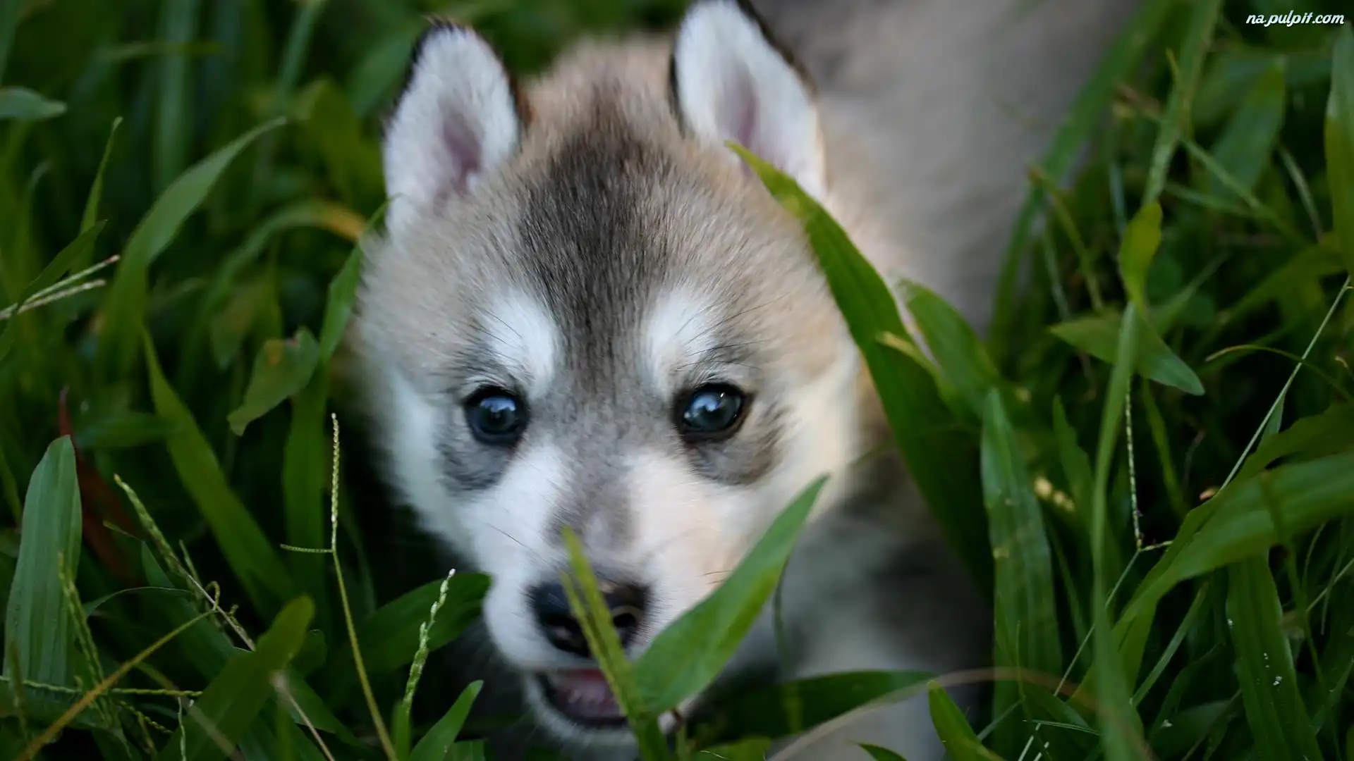 Siberian Husky, Szczeniak Na Pulpit